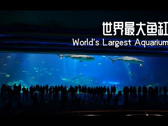 XHL Aquatic 新豪龍(國際)水族館 1 xhl aquatic e696b0e8b1aae9be8defbc88e59c8be99a9befbc89e6b0b4e6978fe9a4a8