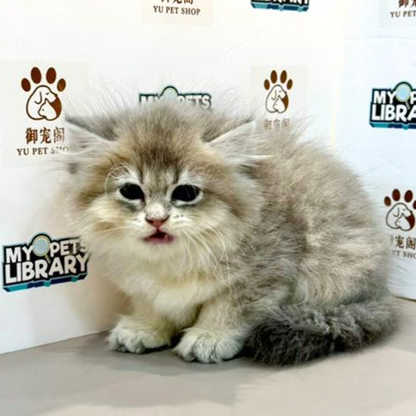 YU PET SHOP 御宠阁 1 yu pet shop e5bea1e5aea0e99881
